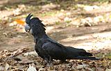 Red-tailed Black-Cockatoo